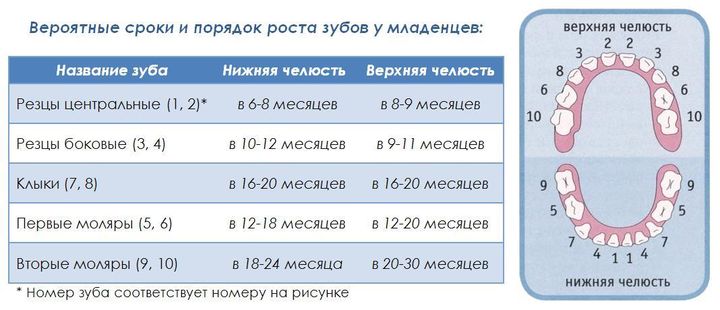 Схема прорезывания зубов