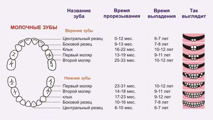 Временный прикус (молочные зубы)
