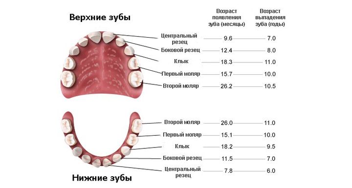 Молочные зубы