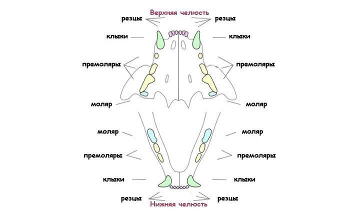 Схема зубов кошки
